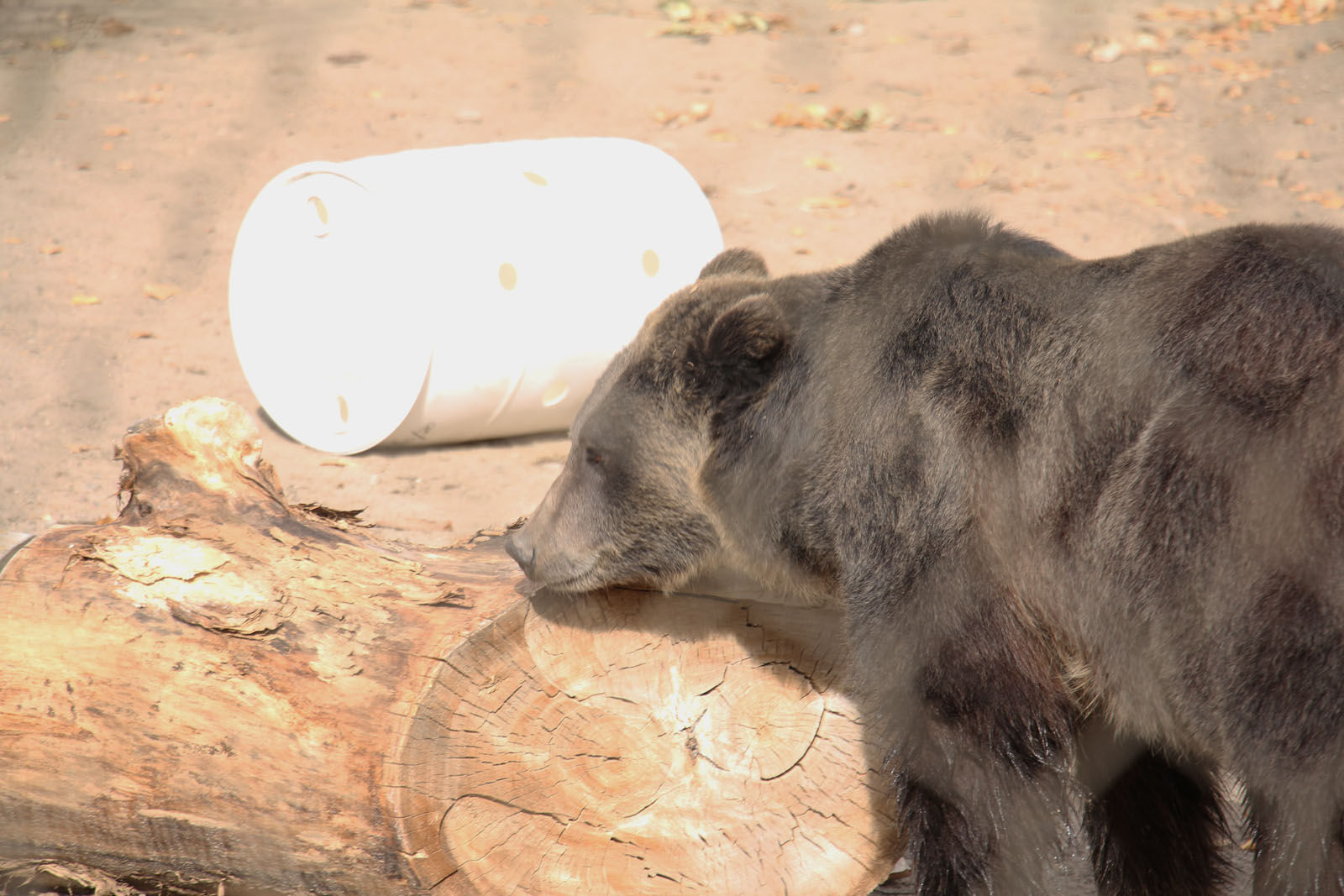 IMG_0170RDC Bear Exhibit.jpg